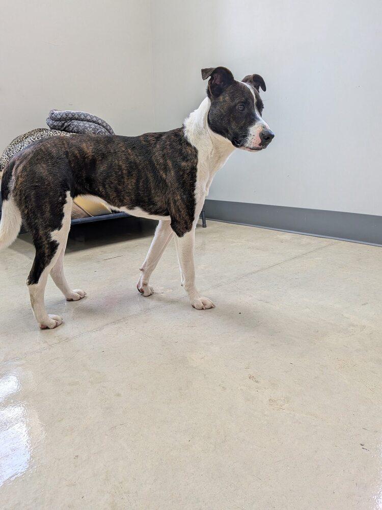 Enlarge Zara, a Adoptable mixed breed in Hillsboro, OH image 1/3