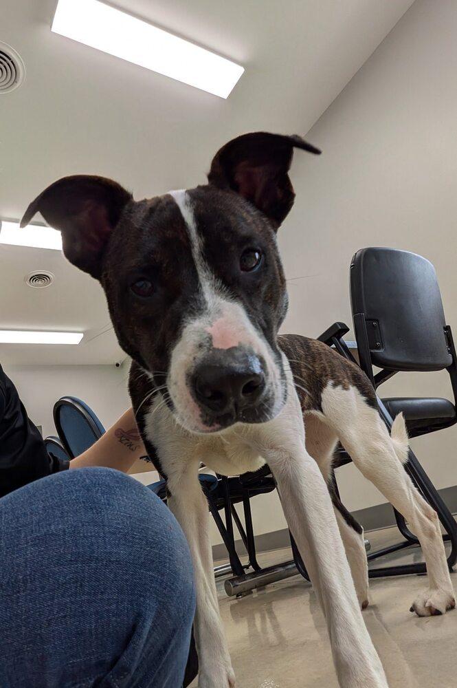 Enlarge Zara, a Adoptable mixed breed in Hillsboro, OH image 2/3