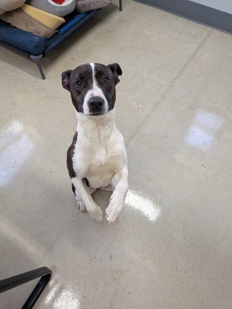 Enlarge Zara, a Adoptable mixed breed in Hillsboro, OH image 3/3