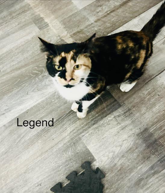 Legend, a Adoptable mixed breed in Klamath Falls, OR image 2/12