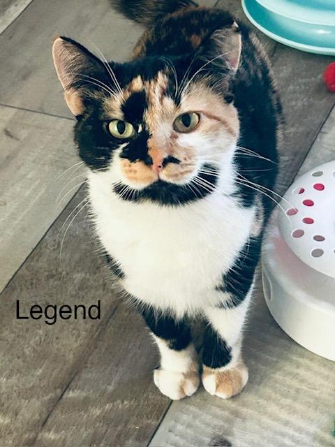 Legend, a Adoptable mixed breed in Klamath Falls, OR image 4/12