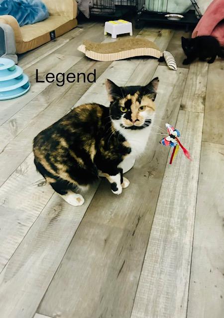 Legend, a Adoptable mixed breed in Klamath Falls, OR image 5/12