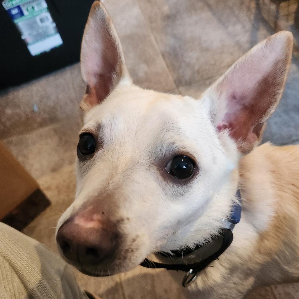 Dustox, Adoptable, Adult Male Mixed Breed & Mixed Breed.