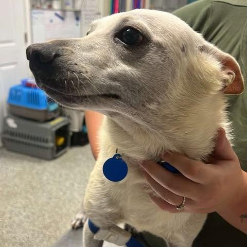 Enlarge Dustox, a Adoptable mixed breed in Fredericksburg, VA image 1/6