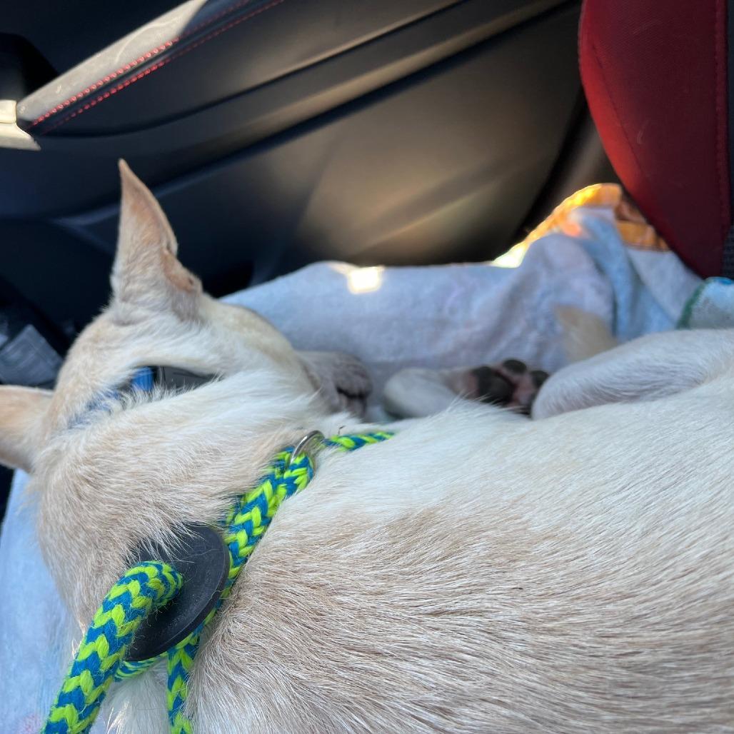 Enlarge Dustox, a Adoptable mixed breed in Fredericksburg, VA image 2/6