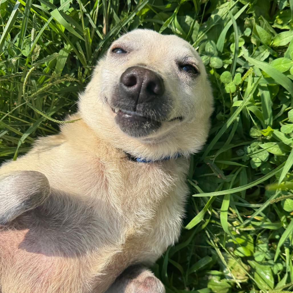 Enlarge Dustox, a Adoptable mixed breed in Fredericksburg, VA image 3/6