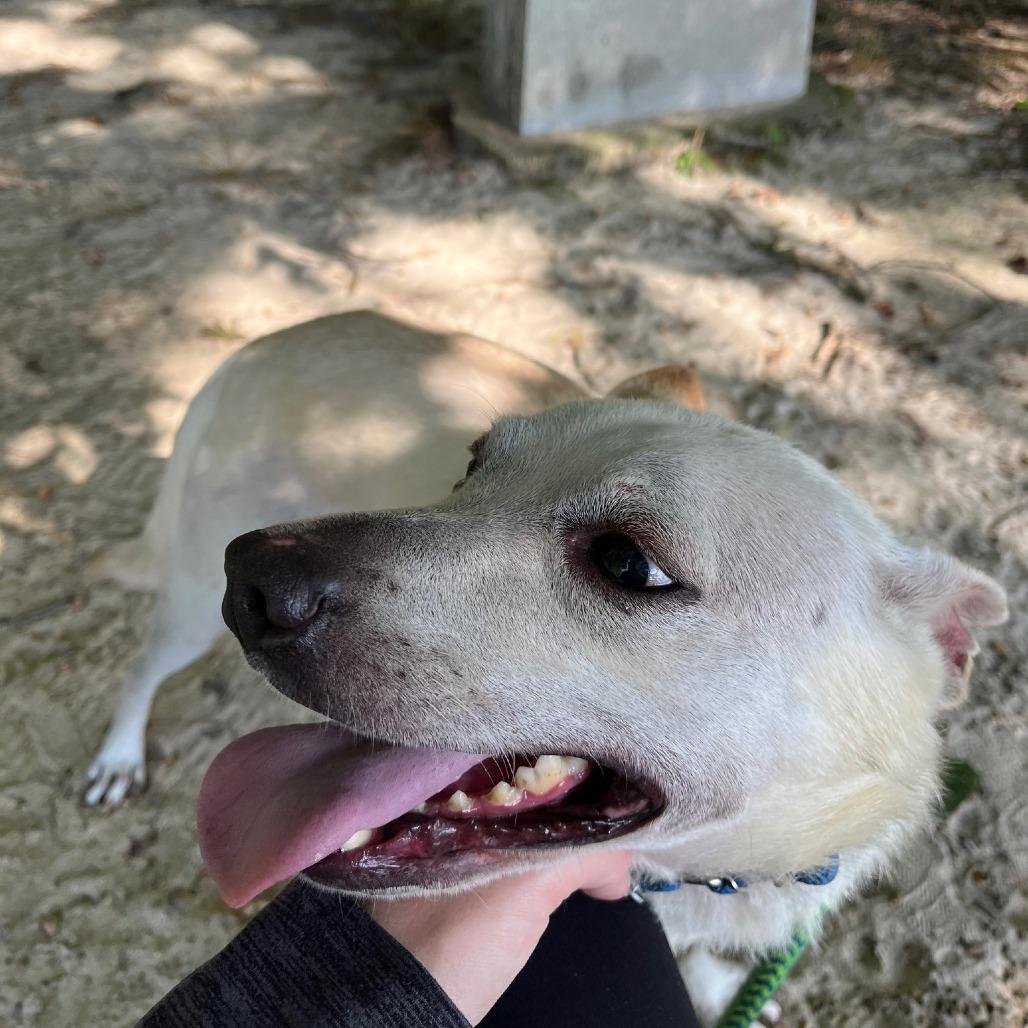 Enlarge Dustox, a Adoptable mixed breed in Fredericksburg, VA image 5/6