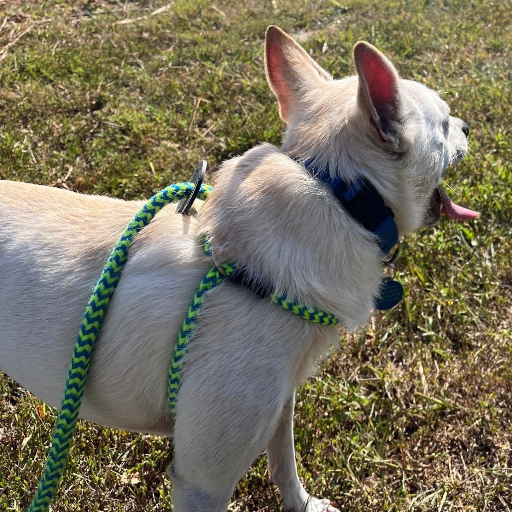Enlarge Dustox, a Adoptable mixed breed in Fredericksburg, VA image 6/6