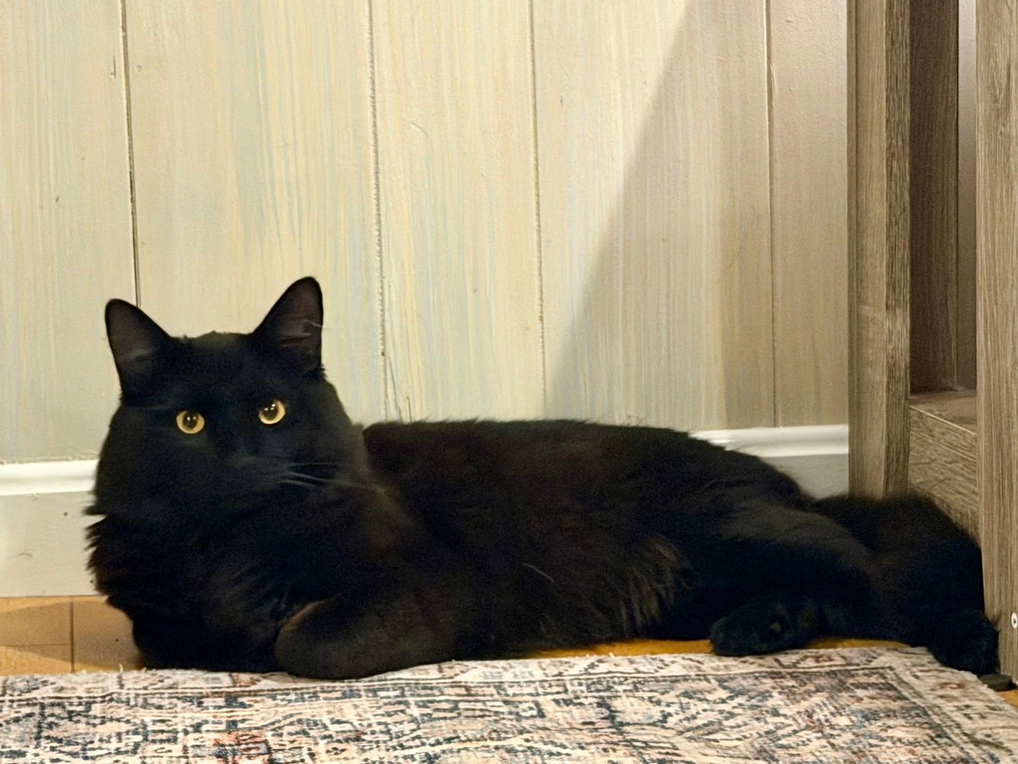 Romeo, Adopted, Young Male Domestic Long Hair.