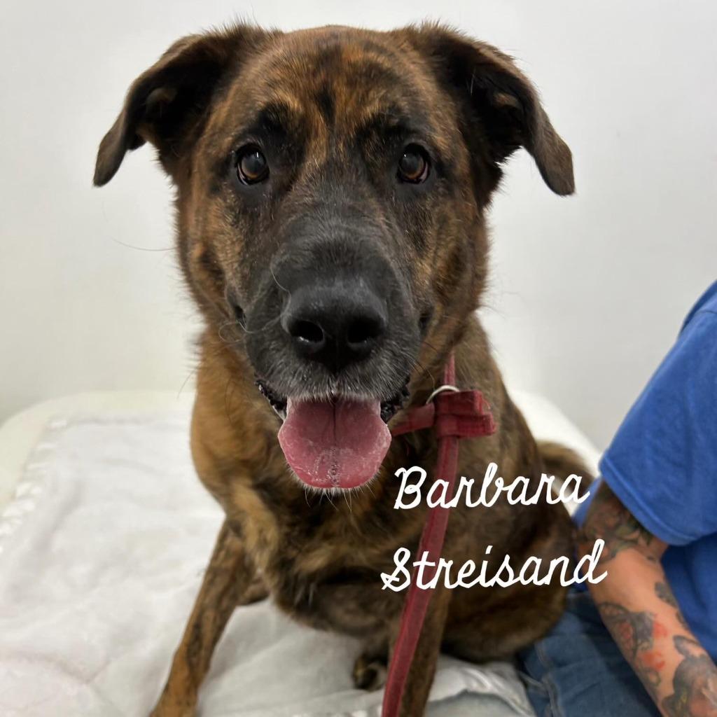 Barbra Streisand98, Adoptable, Adult Female Mastiff.