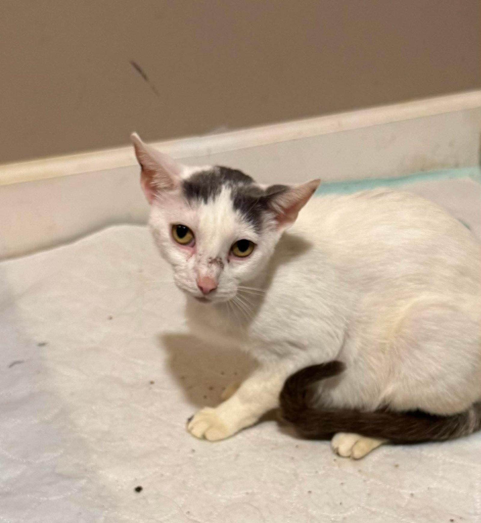 Enlarge Massey Ferguson, a Adoptable Domestic Short Hair in Minneapolis, MN image 1/3