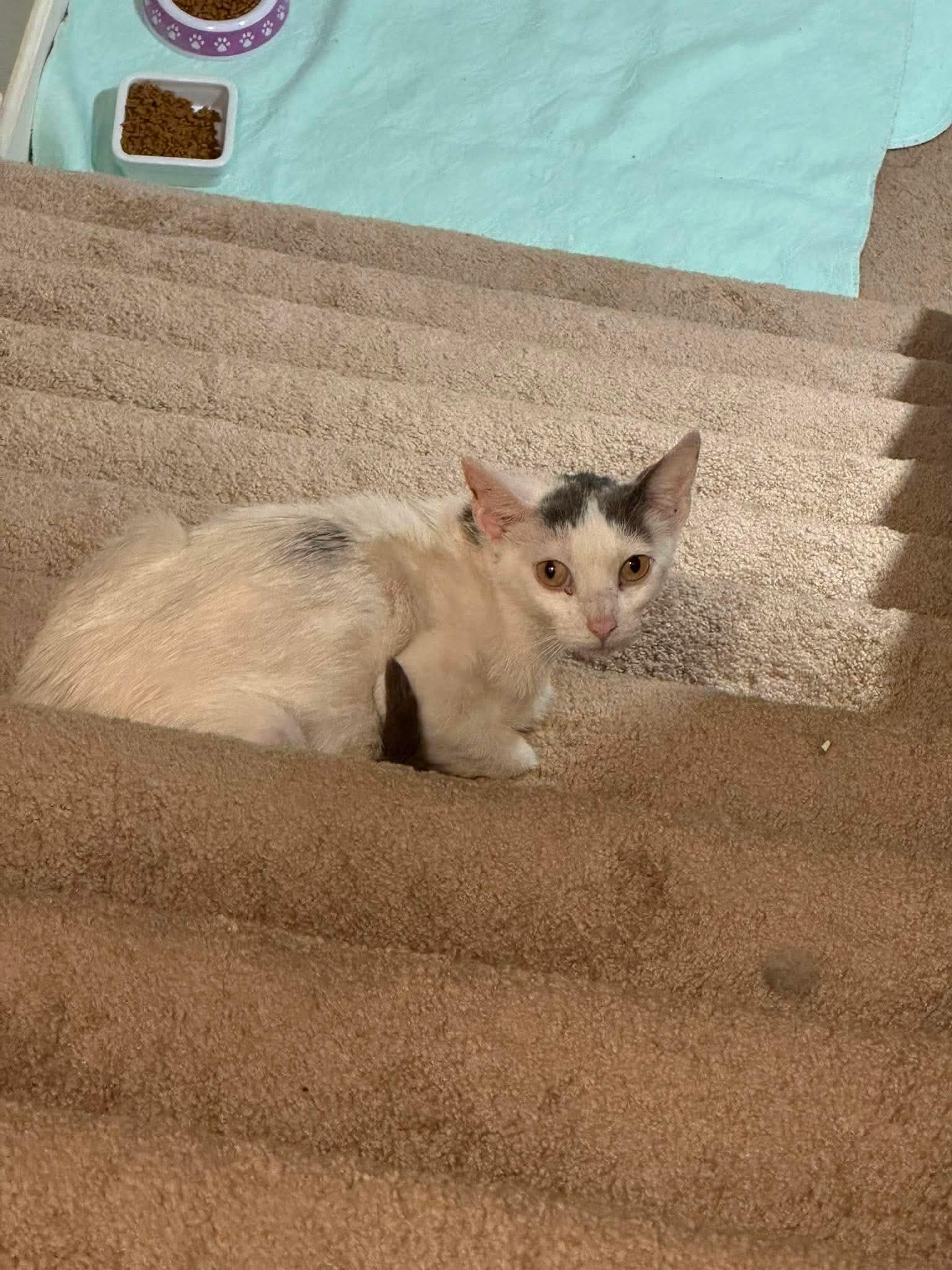 Enlarge Massey Ferguson, a Adoptable Domestic Short Hair in Minneapolis, MN image 2/3