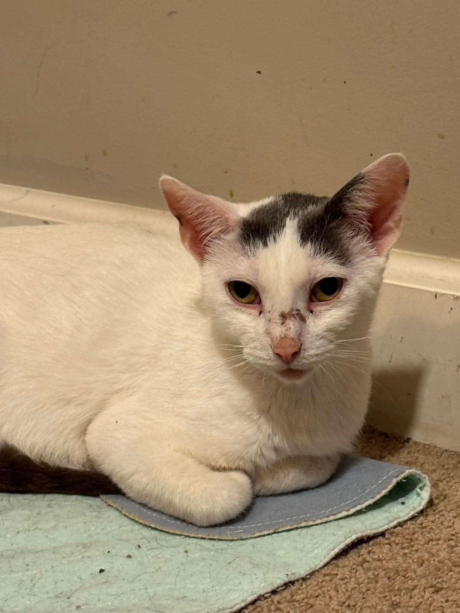 Enlarge Massey Ferguson, a Adoptable Domestic Short Hair in Minneapolis, MN image 3/3