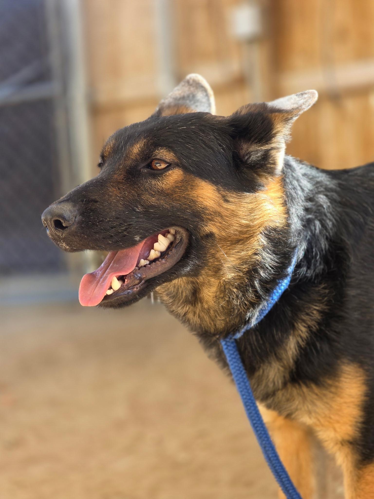 ANTONIO BANDERAS, ADOPTABLE, Young Male Border Collie & German Shepherd Dog.