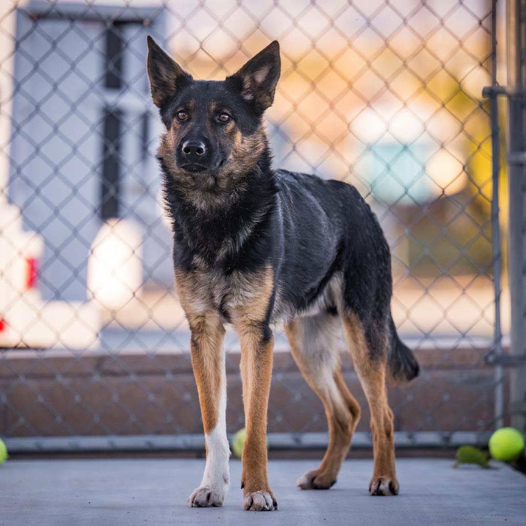 Enlarge ANTONIO BANDERAS, a ADOPTABLE mixed breed in Joshua Tree, CA image 2/5