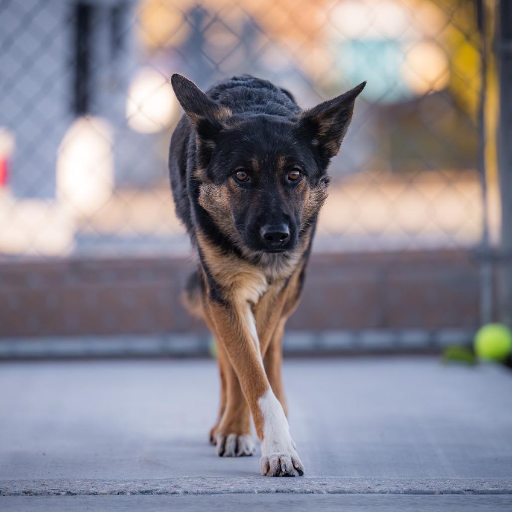 Enlarge ANTONIO BANDERAS, a ADOPTABLE mixed breed in Joshua Tree, CA image 5/5