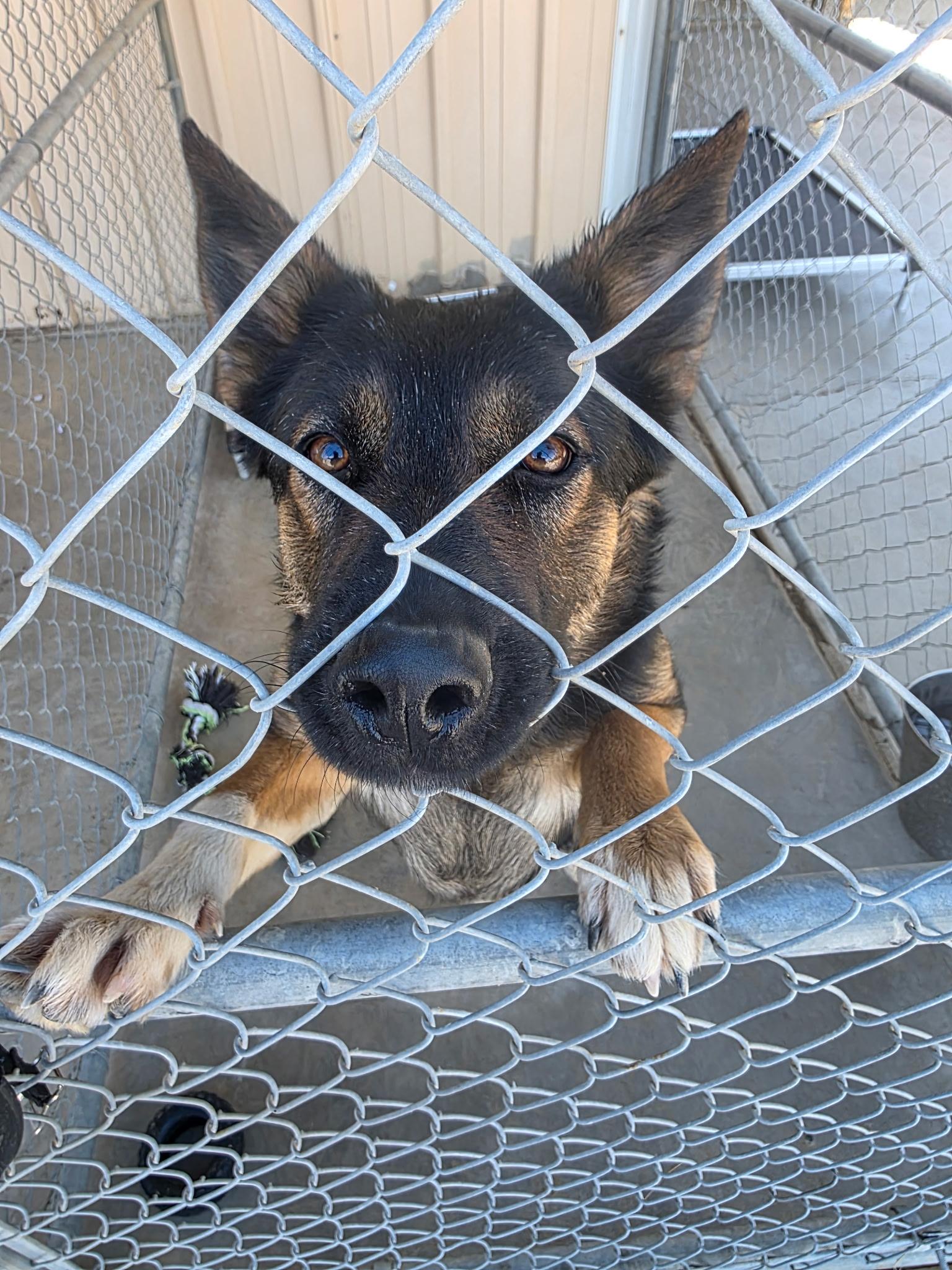 Enlarge ANTONIO BANDERAS, a ADOPTABLE mixed breed in Joshua Tree, CA image 3/5