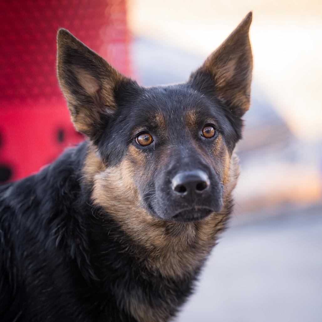 Enlarge ANTONIO BANDERAS, a ADOPTABLE mixed breed in Joshua Tree, CA image 4/5