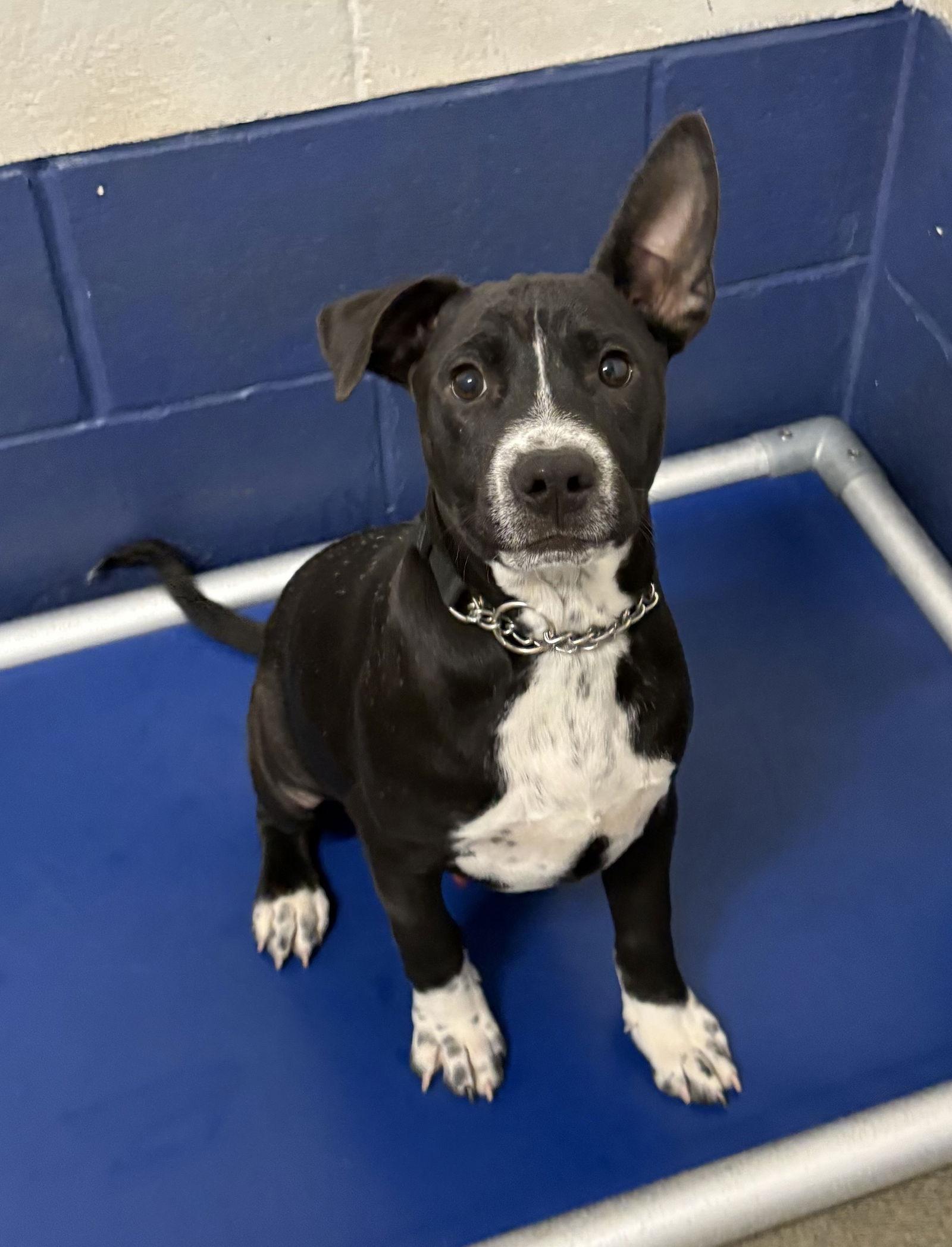 Enlarge Dewey 4 months- Male, a Adoptable Mixed Breed in Sterling, MA image 1/1