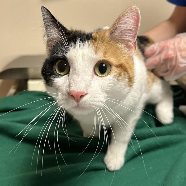 Poppet, Adoptable, Young Female Domestic Short Hair.