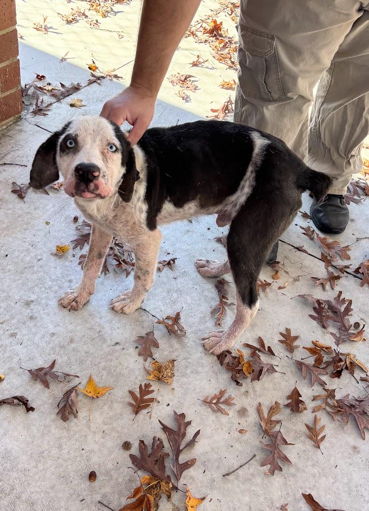 Enlarge Jameson (25-D0525), an adopted Mixed Breed in Laurinburg, NC image 2/2