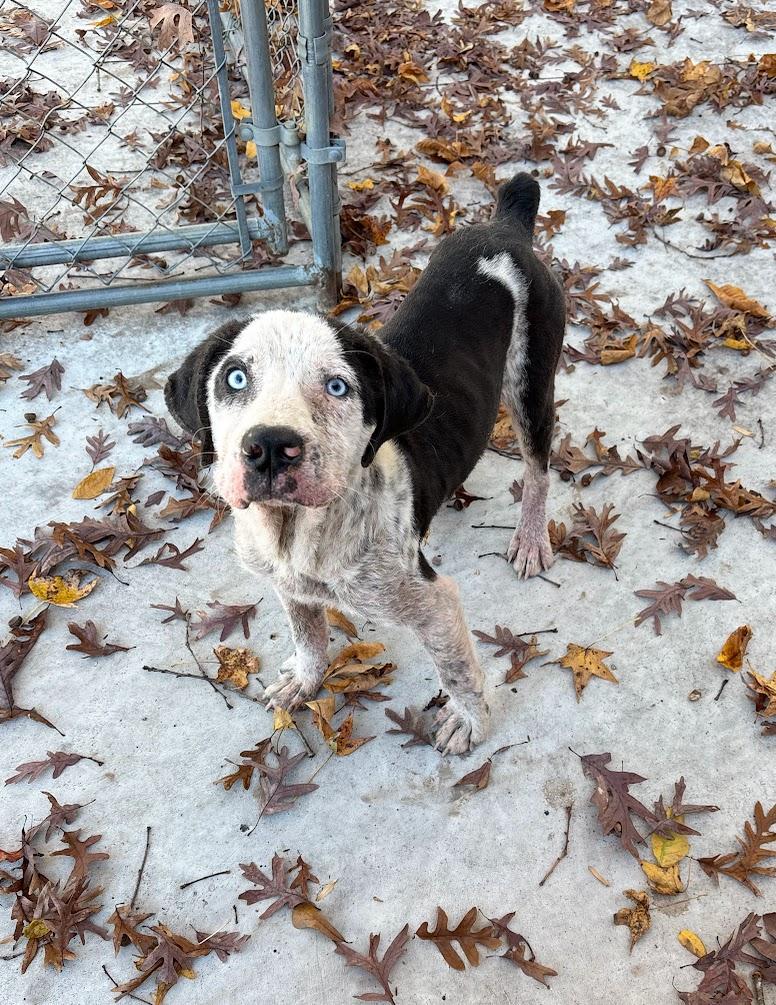 Enlarge Jameson (25-D0525), an adopted Mixed Breed in Laurinburg, NC image 1/2