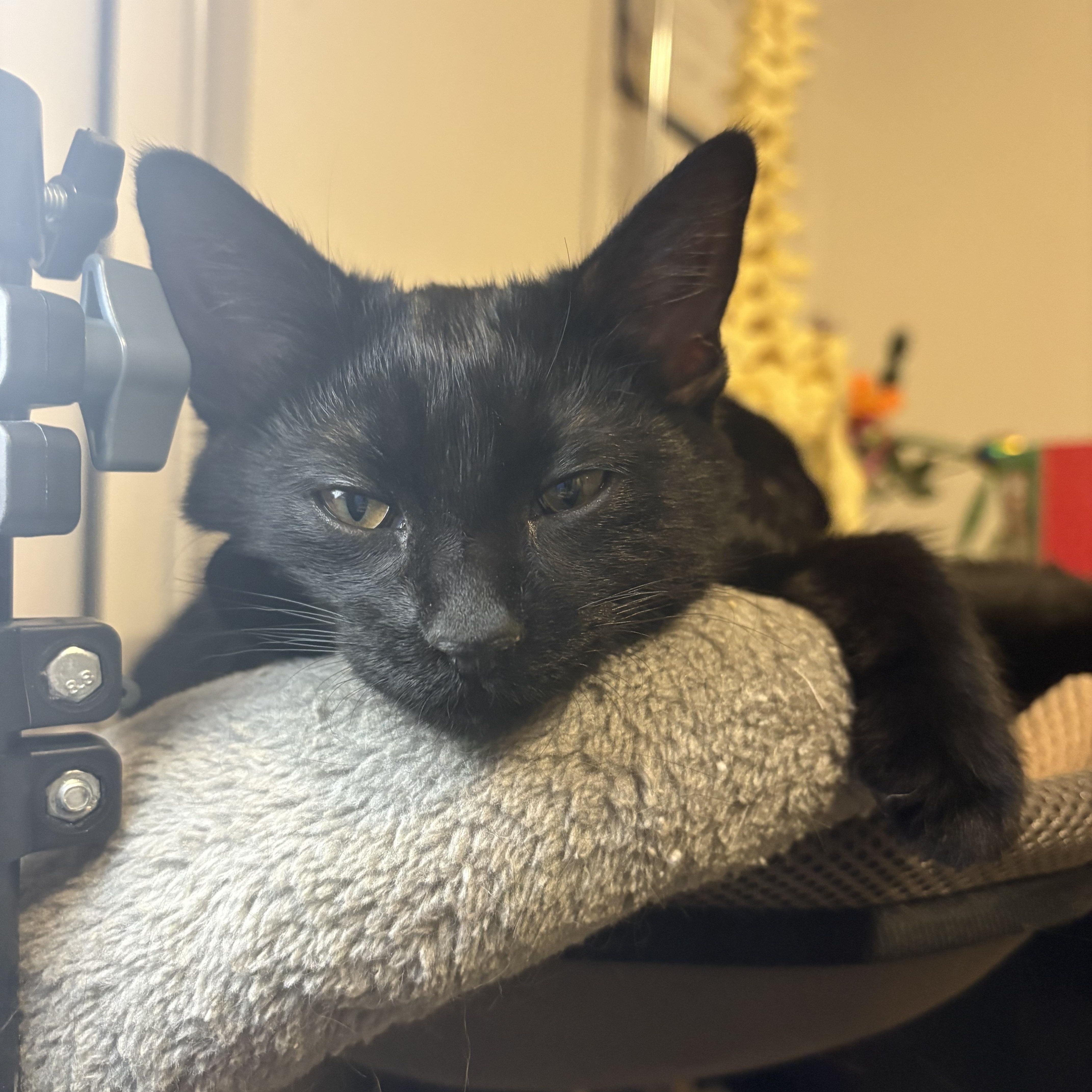 Enlarge Corrin, an adopted Domestic Short Hair in Fontana, CA image 1/2