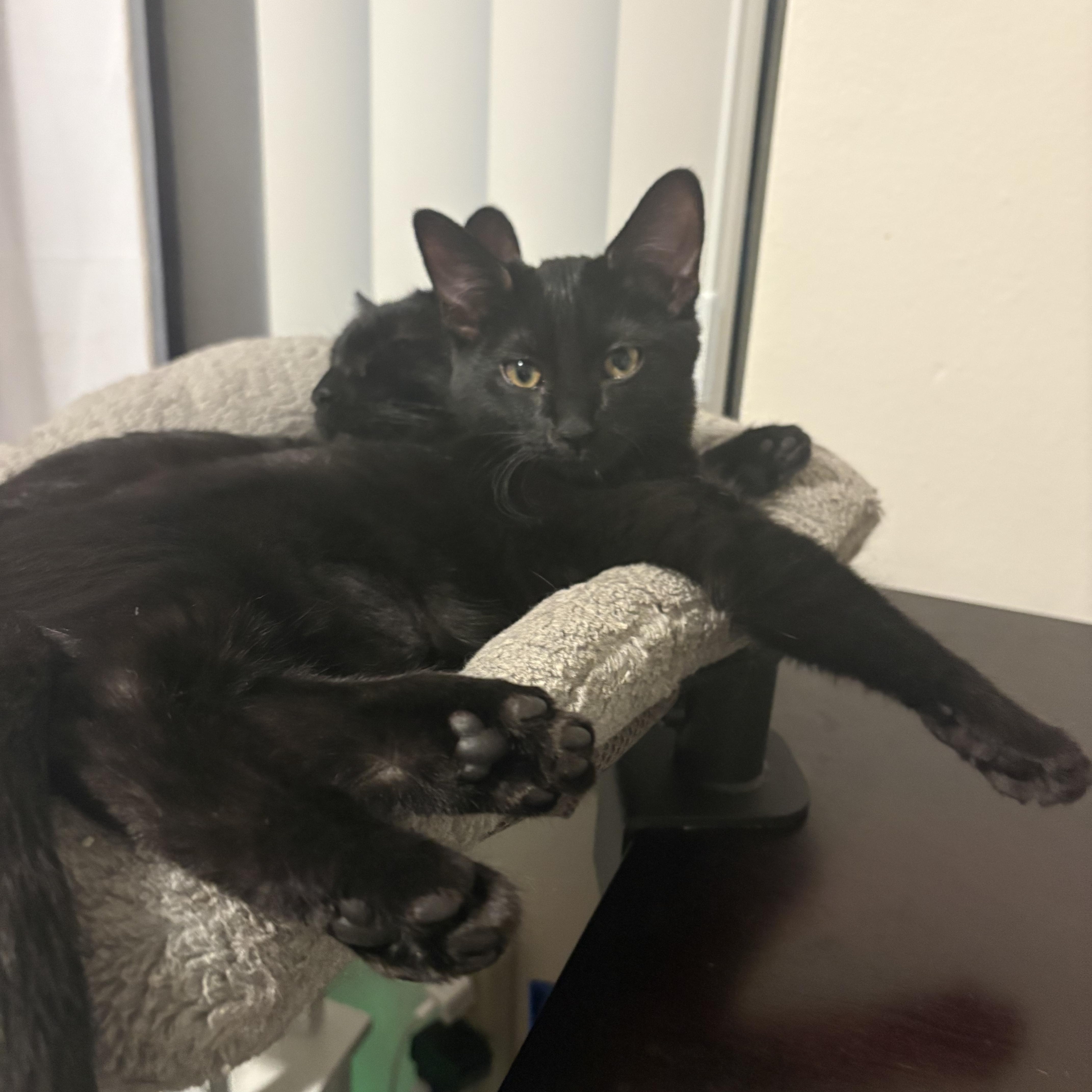 Enlarge Corrin, an adopted Domestic Short Hair in Fontana, CA image 2/2