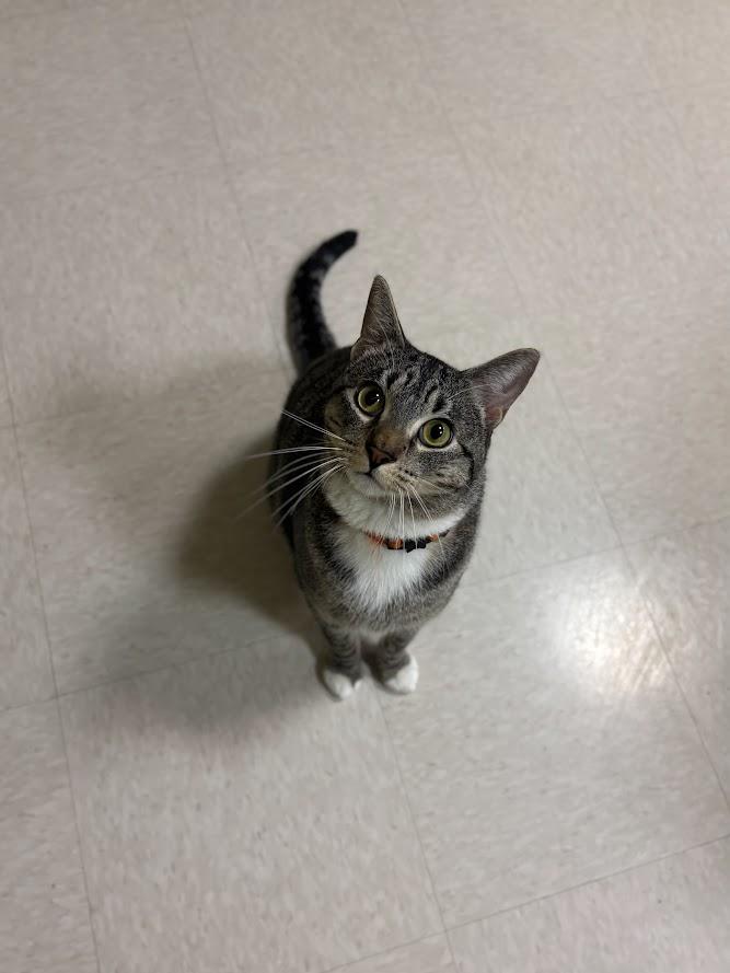 Casanova, a ADOPTABLE Domestic Short Hair in The Colony, TX image 3/3