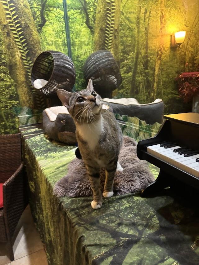 Cassanova, ADOPTABLE, Adult Male Domestic Short Hair.