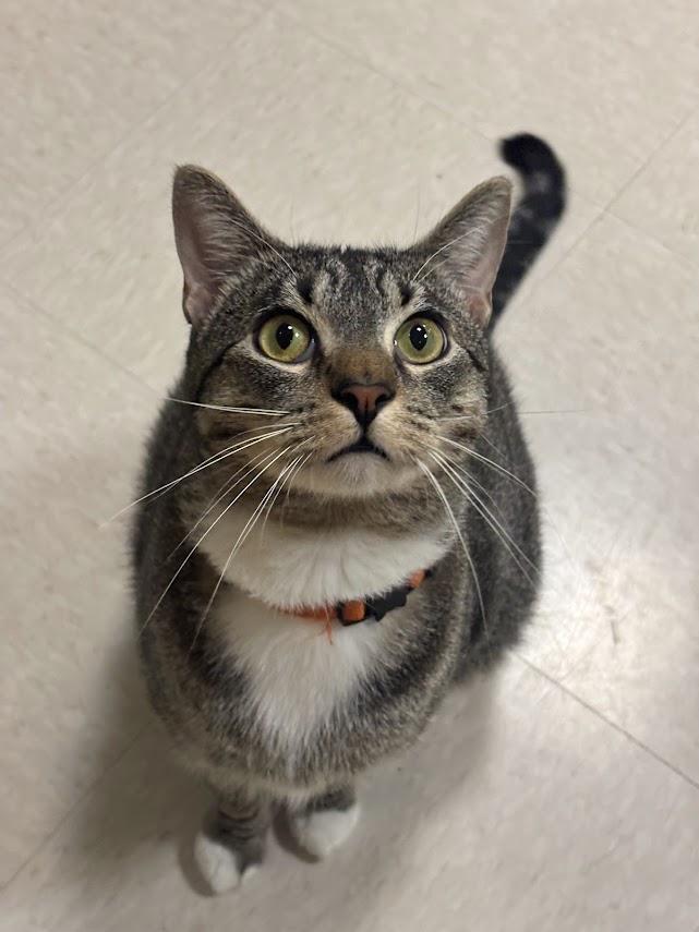 Casanova, ADOPTABLE, Adult Male Domestic Short Hair.