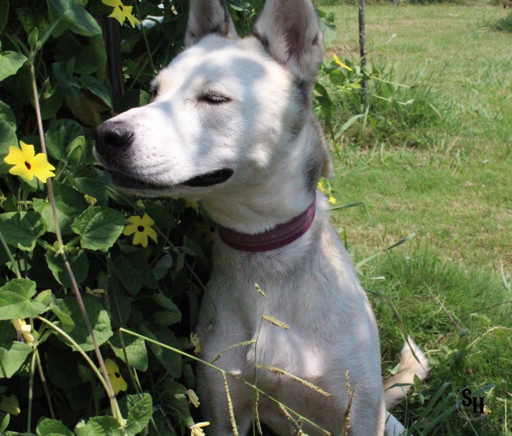 Bluey, Adoptable, Young Female Husky.
