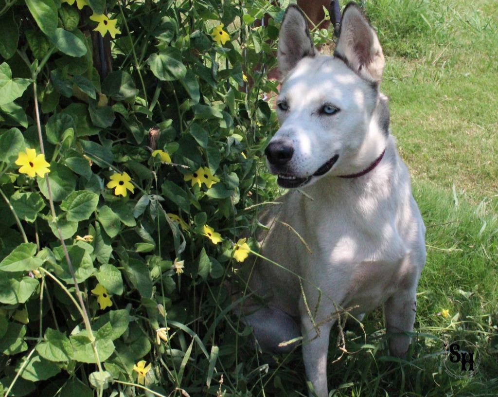 Enlarge Bluey, a Adoptable Husky in Kemp, TX image 2/5