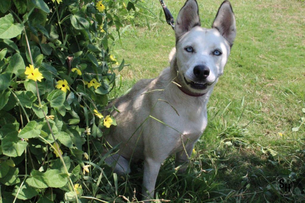 Enlarge Bluey, a Adoptable Husky in Kemp, TX image 3/5