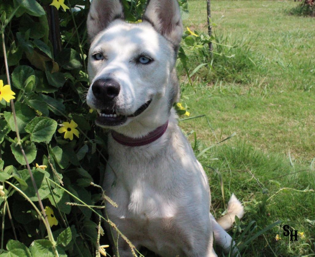 Enlarge Bluey, a Adoptable Husky in Kemp, TX image 5/5