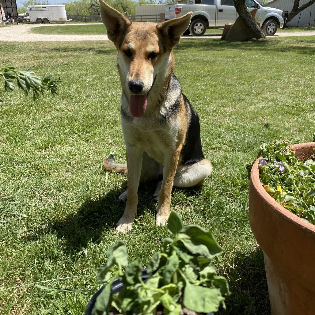 Enlarge Puddles, a Adoptable mixed breed in Lockhart, TX image 4/5