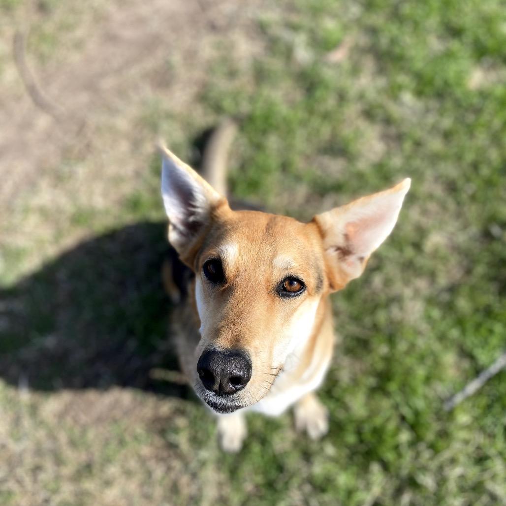 Puddles, Adoptable, Adult Female German Shepherd Dog.