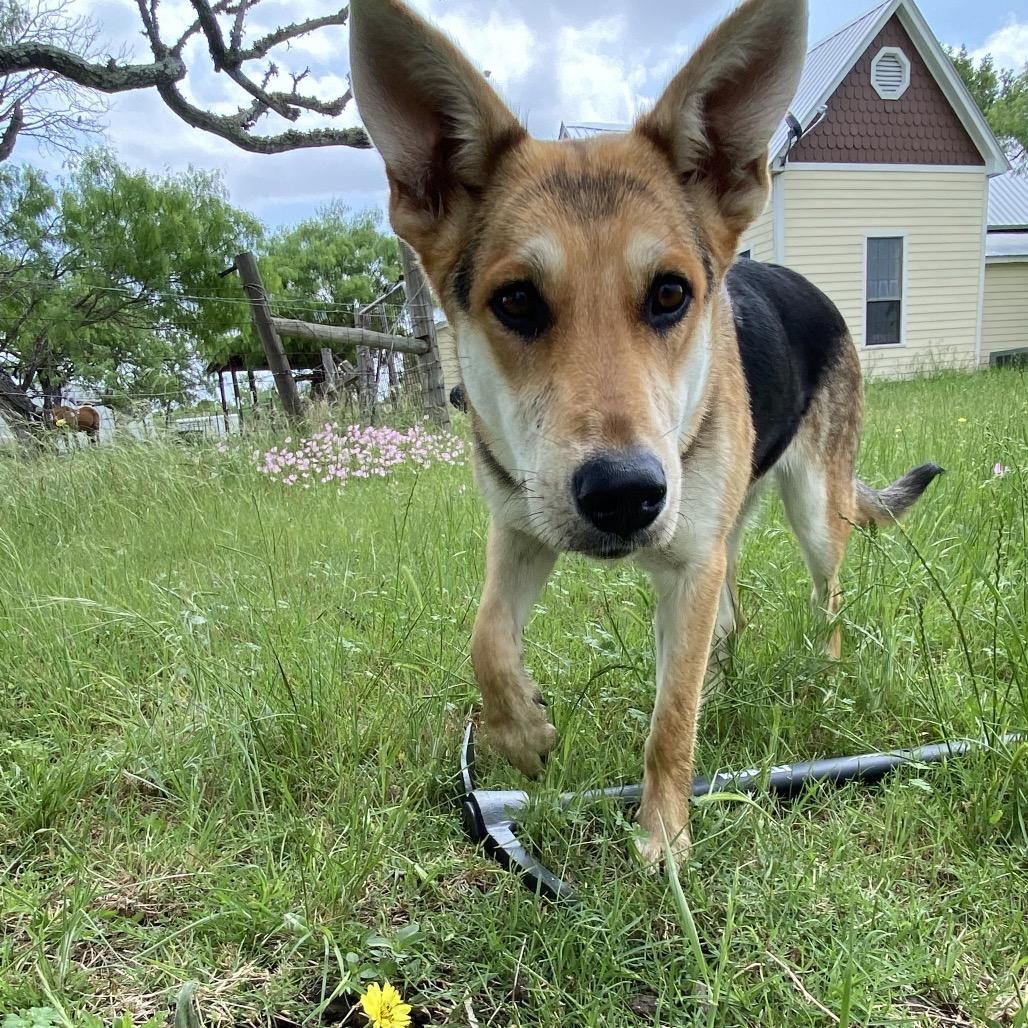 Enlarge Puddles, a Adoptable mixed breed in Lockhart, TX image 3/5