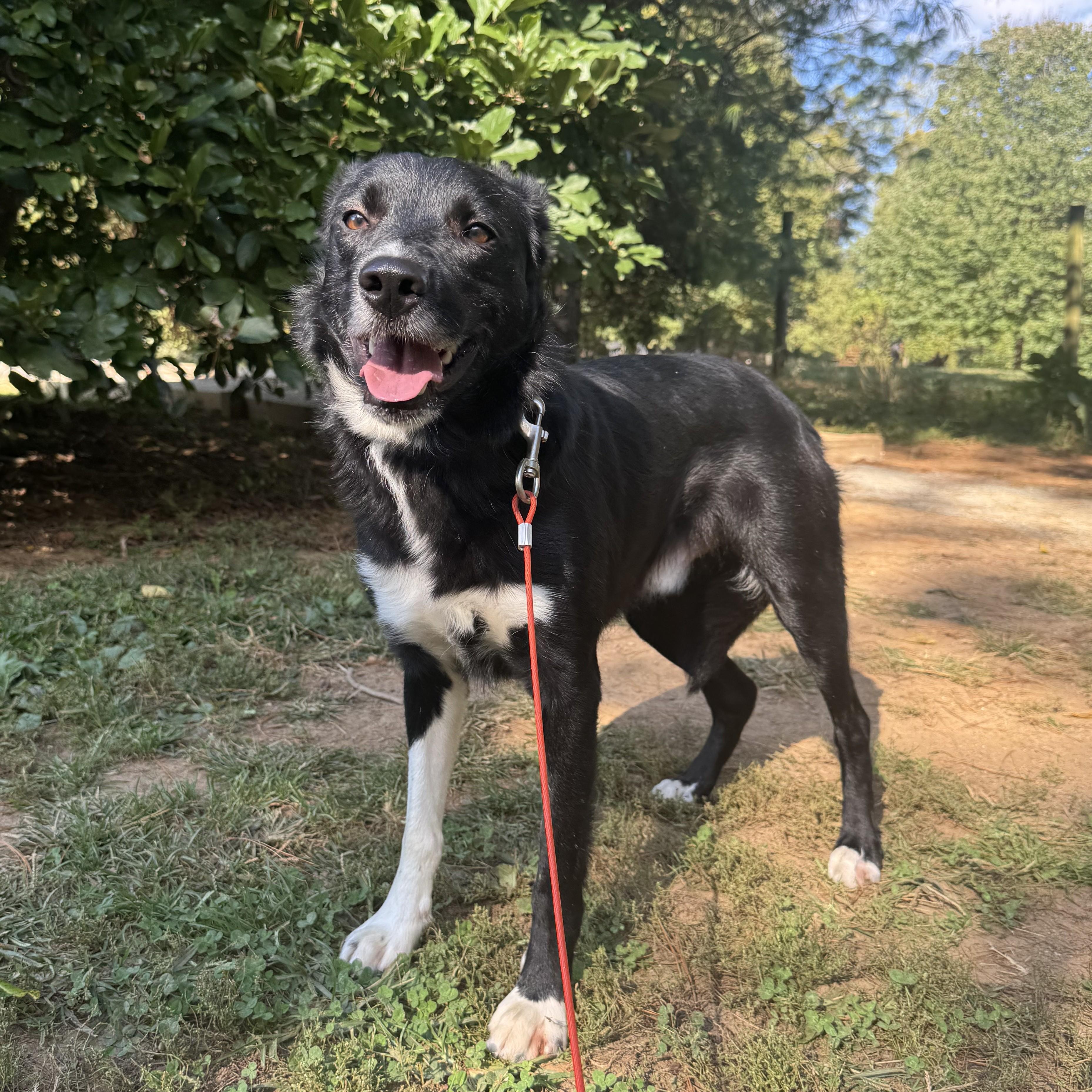 Poptart, Adoptable, Young Male Border Collie.