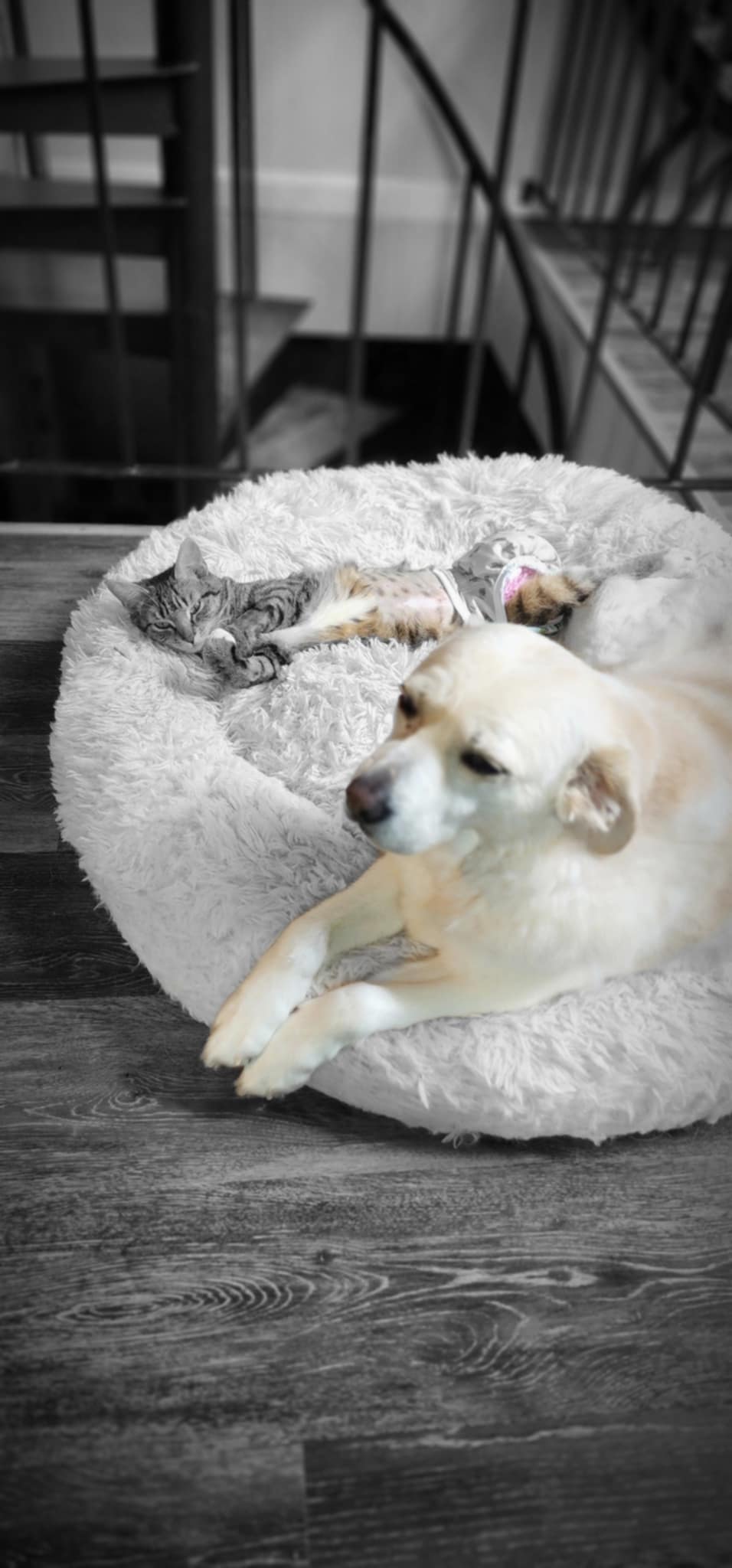 Ember **SPECIAL NEEDS***, a Adoptable mixed breed in FITCHBURG, MA image 2/6