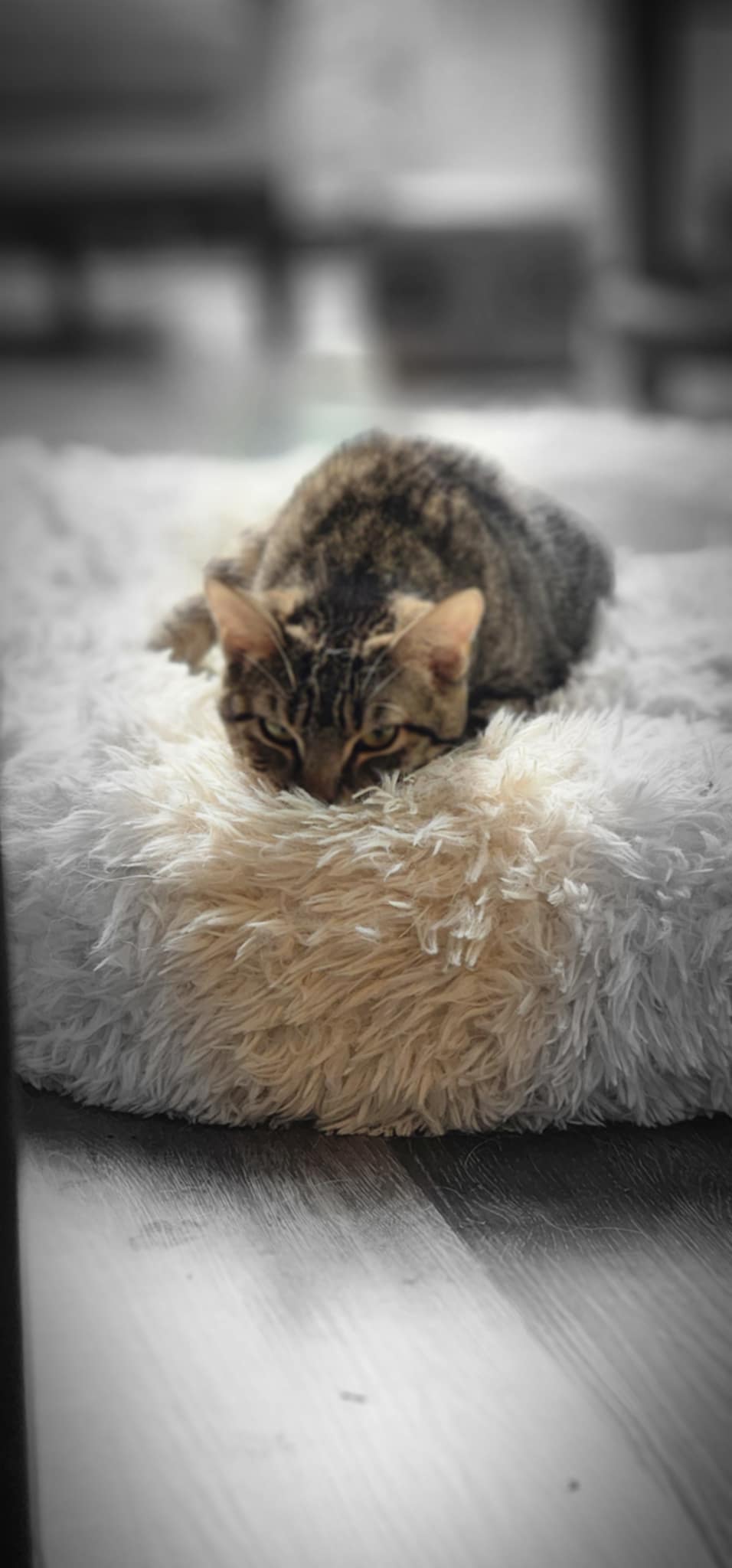 Ember **SPECIAL NEEDS***, a Adoptable mixed breed in FITCHBURG, MA image 5/6