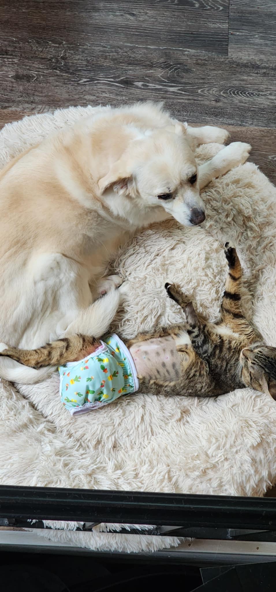 Ember **SPECIAL NEEDS***, a Adoptable mixed breed in FITCHBURG, MA image 6/6