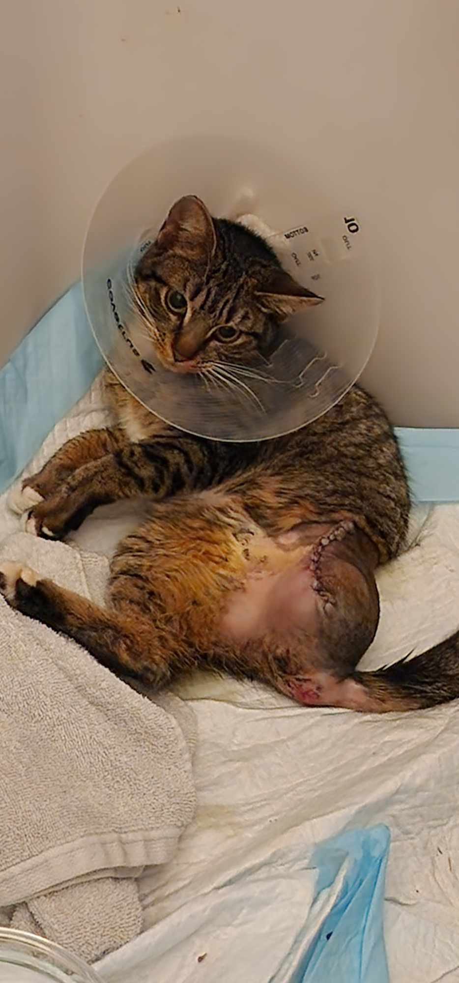 Ember **SPECIAL NEEDS***, a Adoptable mixed breed in FITCHBURG, MA image 3/6