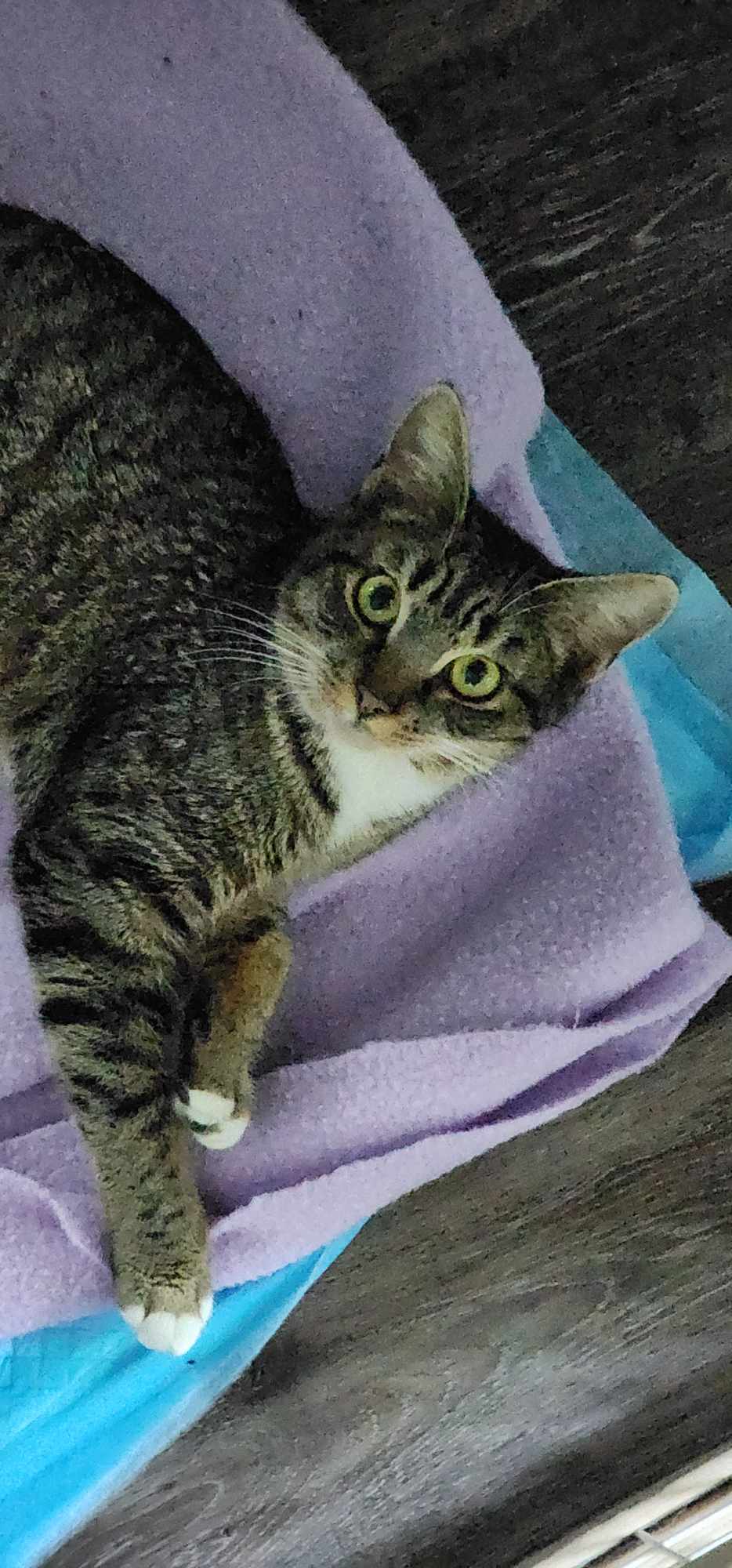 Ember **SPECIAL NEEDS***, a Adoptable mixed breed in FITCHBURG, MA image 1/6