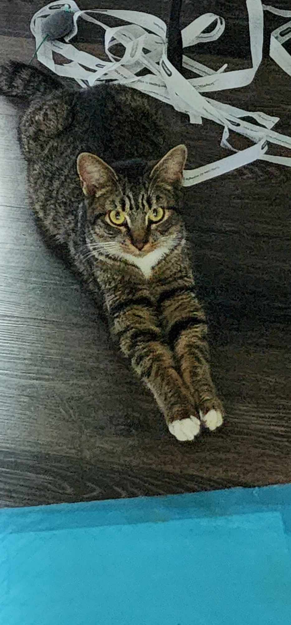 Ember **SPECIAL NEEDS***, a Adoptable mixed breed in FITCHBURG, MA image 4/6