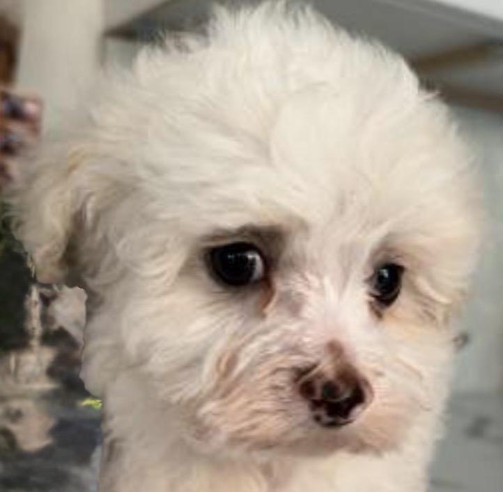Dancer, ADOPTABLE, Puppy Female Maltipoo & Bichon Frise.