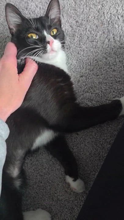 Enlarge Lady Ophelia Von Toe Beans, a Adoptable Domestic Short Hair in Tampa, FL video 3/4