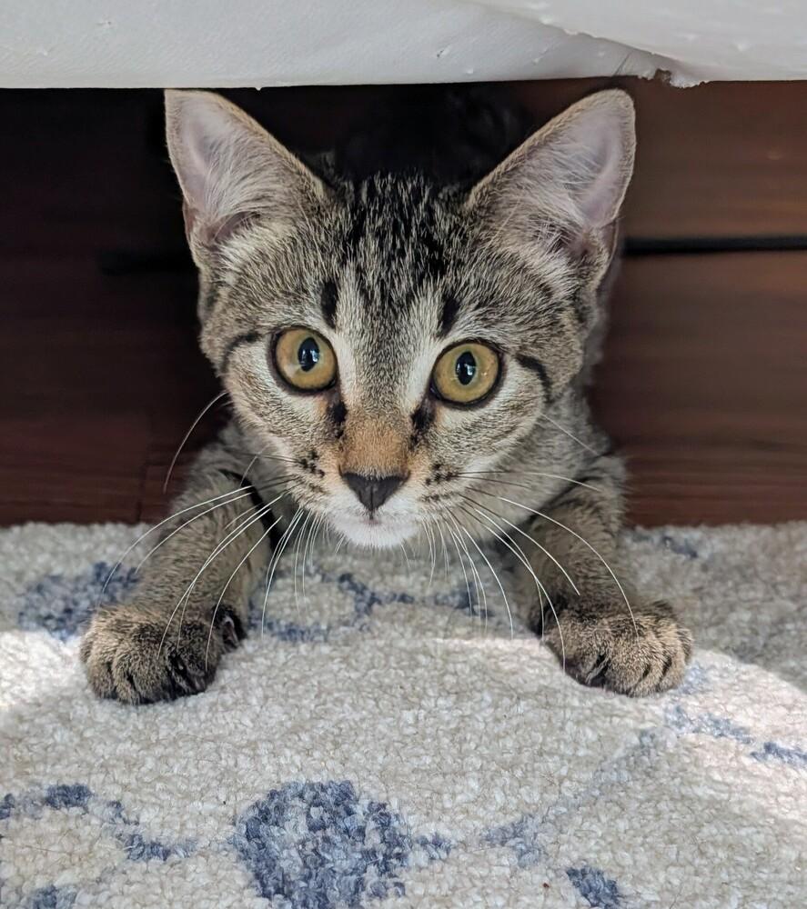 Emma, a Adoptable Domestic Short Hair in Louisa, VA image 2/3