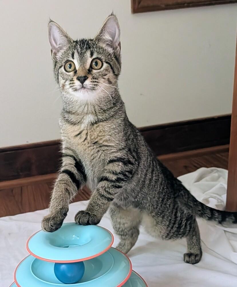 Emma, a Adoptable Domestic Short Hair in Louisa, VA image 3/3