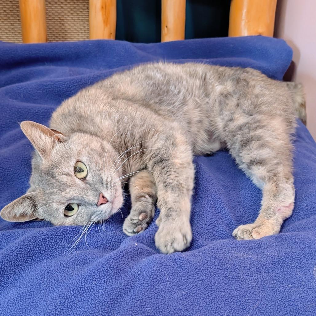 Fleur, a Adoptable Domestic Short Hair in Huntsville, AR image 1/6